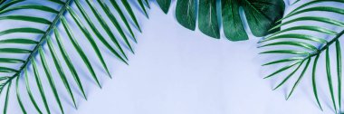 Tropikal arka plan. Palmiye ve monstera yaprakları sarı mavi zemin üzerine. Flatlay, üstten görünüm, minimal düzen, yaz konsepti