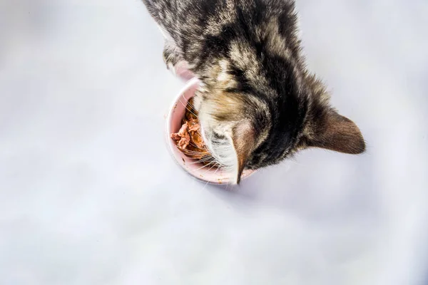 Little cute tabby kitten eats food from his bowl — Stock Photo, Image