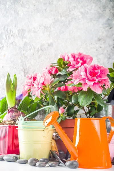 Casa Jardinagem Conceito Estufa Jardim Flores Interior Vasos Plantas Pequenas — Fotografia de Stock