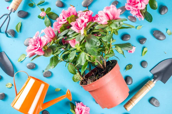 Home gardening flatlay, greenhouse concept. Indoor flower garden, Small plant pots with gardening tools. Above, creative flat lay pattern on turquoise, aquamarine backdrop