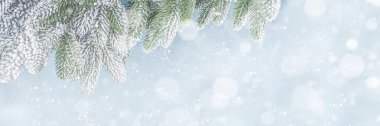 Noel sınırı. Açık mavi karlı arka planda Noel ağacı çelengi. Karla kaplı Noel ağacı dalları. Şenlikli Noel afişi veya arkaplan.