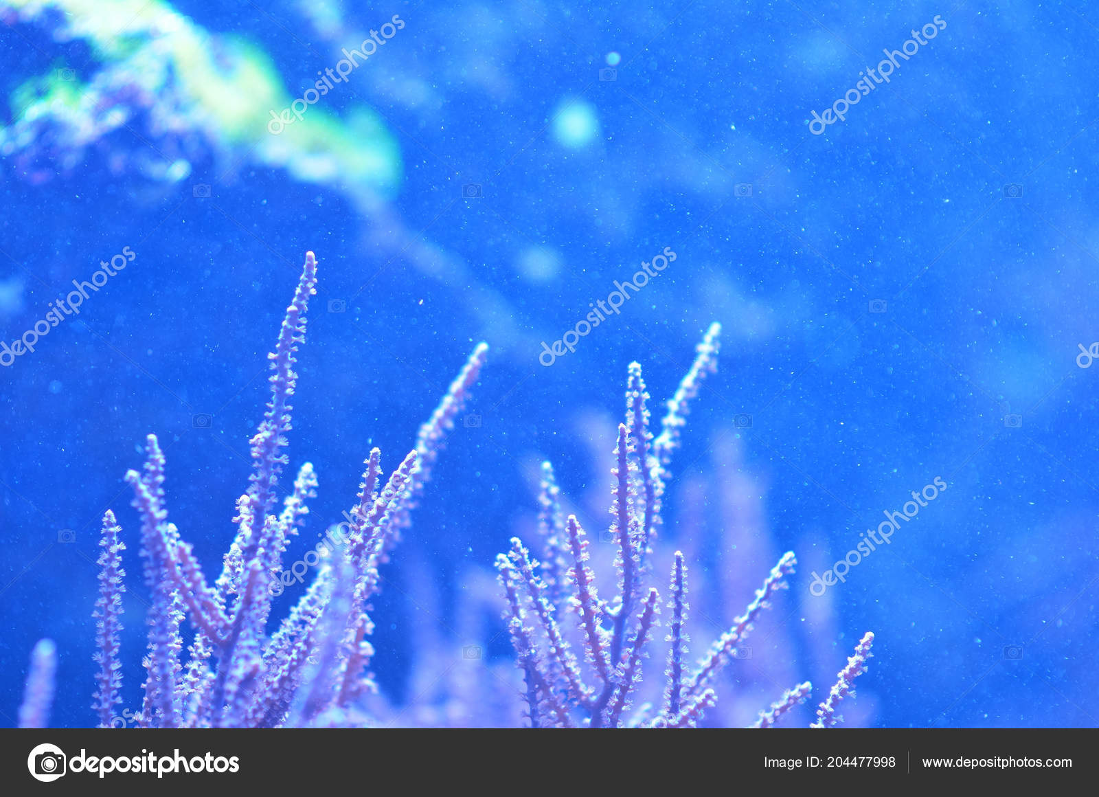 Turbid water in the aquarium, what to do 43 Turbid water in the aquarium, what to do 62