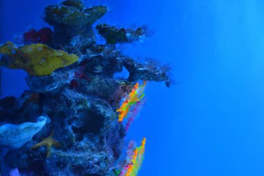 Yosun kaplı buzlu, yosun, mavi berrak su derinliklerde çok renkli mercan