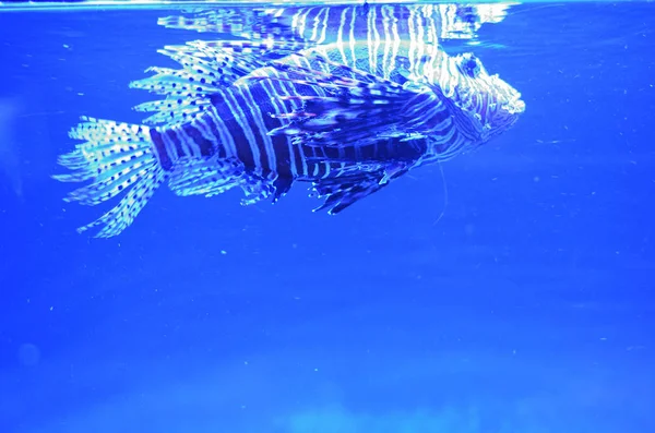 Gestreepte Exotische Vissen Stijgt Tot Het Oppervlak Van Zuivere Blauw — Stockfoto