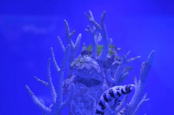 Muran Tra Rocce Coralli Acque Blu Intenso — Foto Stock