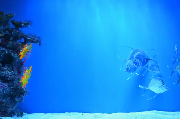 Una Bandada Peces Plata Flota Piedras Cubiertas Musgo Corales Por —  Fotos de Stock