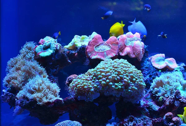 Underwater world: corals, fish, stones covered with moss, algae at the depths of blue clear water