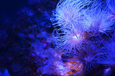 Moss altındaki pek çok kabarık güzel pembe Mercan Denizi taş kaplı