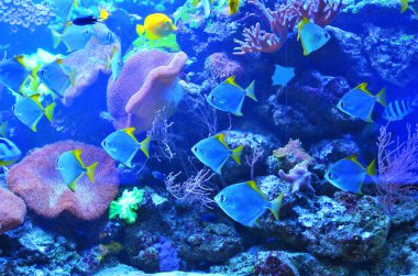 Taşlar ve açık, açık su büyük mercan yakınındaki gümüş balık sürüleri yüzen.