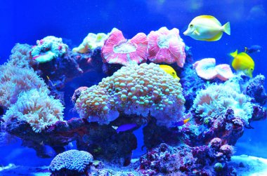 Moss, yüzen balık yakınındaki taş yaşayan pembe mercan kaplı