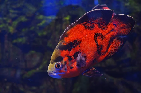 Peces Rojos Negros Flotan Agua Sobre Fondo Algas Piedras Oscuridad —  Fotos de Stock