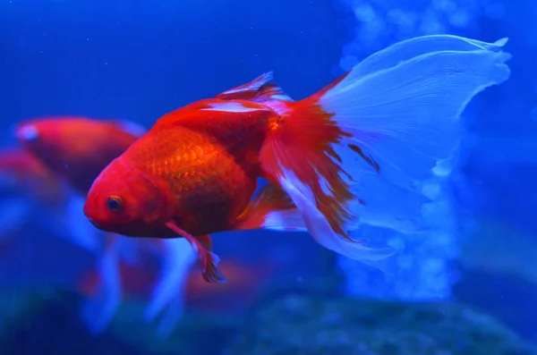 Een Rode Vis Met Een Helder Witte Staart Drijft Schone — Stockfoto