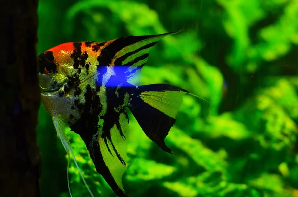 Krásné Barevné Ryby Střední Velikosti Čisté Vodě Pozadí Jasně Zelených — Stock fotografie