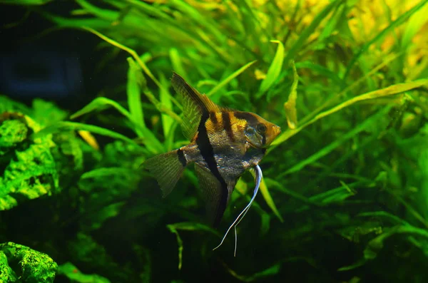 Hermoso Pez Plateado Con Aletas Claras Agua Limpia Contra Algas —  Fotos de Stock