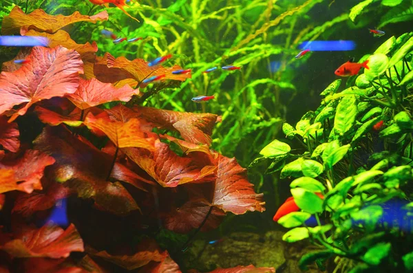 Una Bandada Pequeños Peces Fondo Densas Algas Verdes Rojas — Foto de Stock