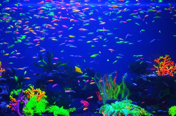 Muchos Peces Pequeños Multi Corroídos Agua Azul Pura Nadan Azar — Foto de Stock