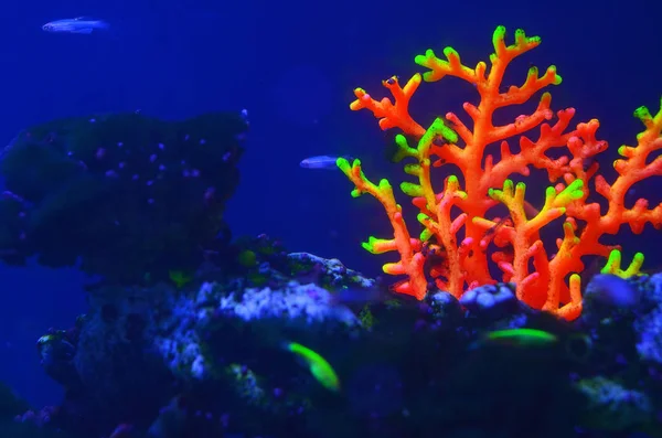 Colorful bright neon coral on a sea stony under water in blue