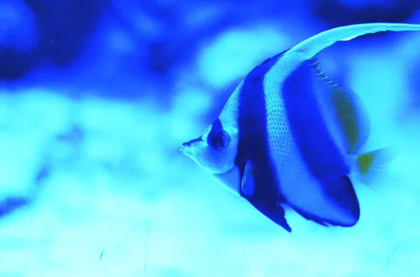 Striped Fish Medium Size Floating Seabed Stones Sand Blue — Stock Photo, Image