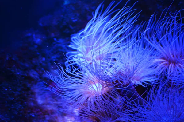 美丽的粉红色珊瑚在海石覆盖在底部的苔藓 — 图库照片