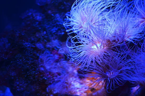 海石の上多くのふわふわの美しいピンクのサンゴが下部に苔で覆われて — ストック写真