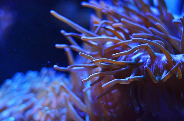 Coral Rosa Close Mar Profundo Água Escura Pura — Fotografia de Stock