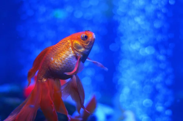 金魚は 純粋な水と泡の背景に対して浮かぶ — ストック写真