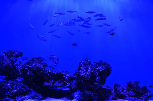 Piedra Yace Fondo Del Mar Enjambres Musgo Peces Flotan Fondo — Foto de Stock