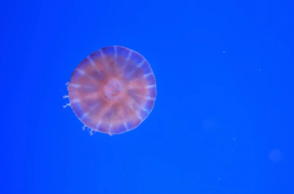 Прозрачная Медуза Розовым Оттенком Голубой Воде — стоковое фото