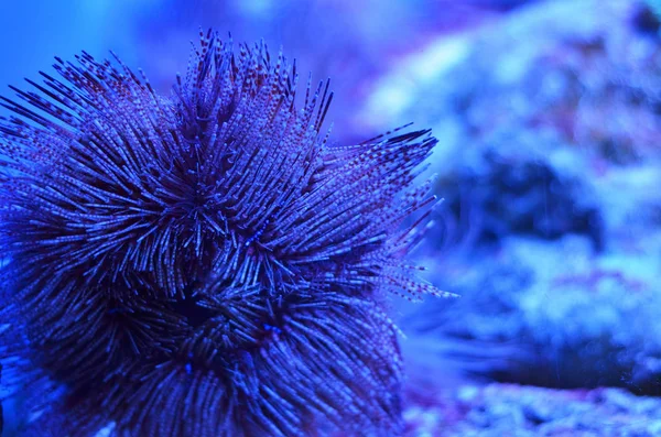 Fluffy Corallo Sotto Forma Stella Sul Fondo Del Mare Spruzzato — Foto Stock