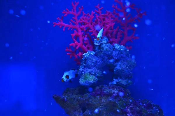 Pequeños Peces Manchados Provienen Piedras Corales Agua Limpia —  Fotos de Stock