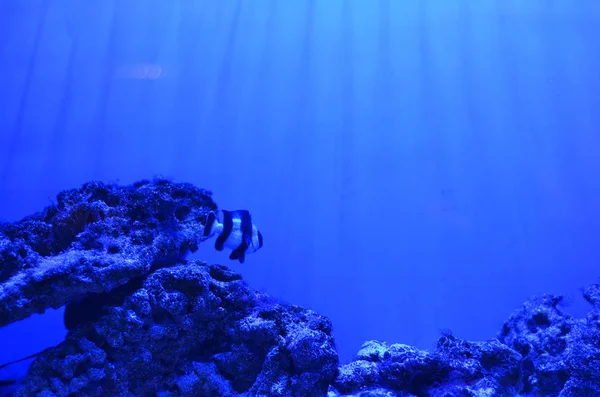 Piccolo Pesce Bianco Nero Strisce Galleggia Intorno Grandi Pietre Forma — Foto Stock