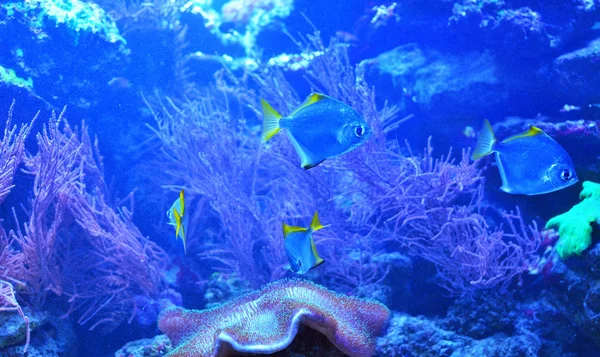 Pesce Argento Galleggiante Vicino Pietre Sopra Grande Corallo Acqua Pulita — Foto Stock