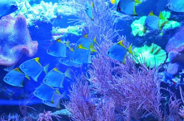 Una Bandada Peces Plata Nadando Aleatoriamente Algas Corales Agua Clara — Foto de Stock