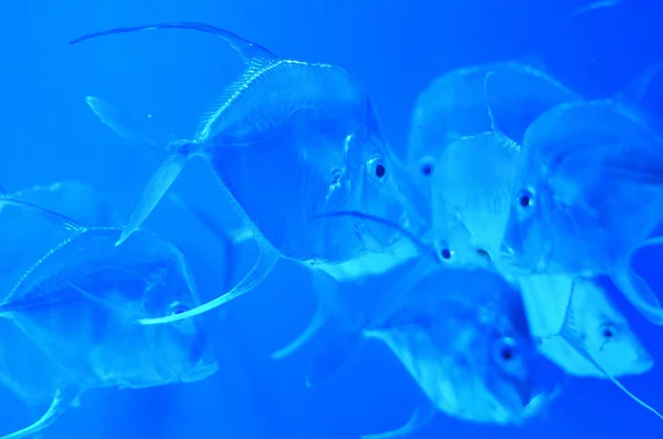 Peixes Prateados Quase Transparentes Flutuam Água Limpa — Fotografia de Stock
