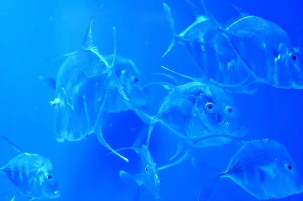 Silber Transparente Fische Mittlerer Größe Schwimmen Klarem Blauem Wasser — Stockfoto