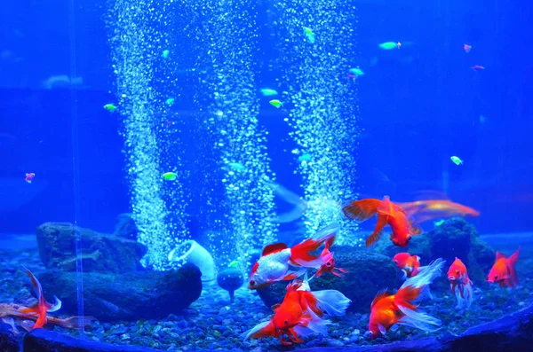 Rosso Con Pesciolini Bianchi Galleggianti Nel Giorno Pietroso Dell Acquario — Foto Stock