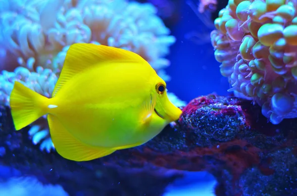 Pesce Giallo Brillante Medie Dimensioni Galleggiante Vicino Alla Pietra Corallo — Foto Stock
