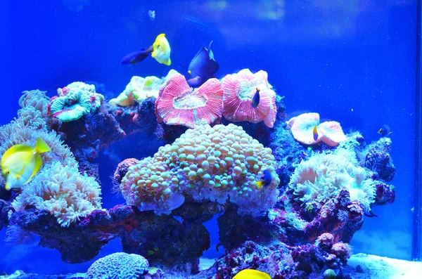 Live Pink Corals Aquarium Stone Covered Moss Next Floating Fish — Stock Photo, Image