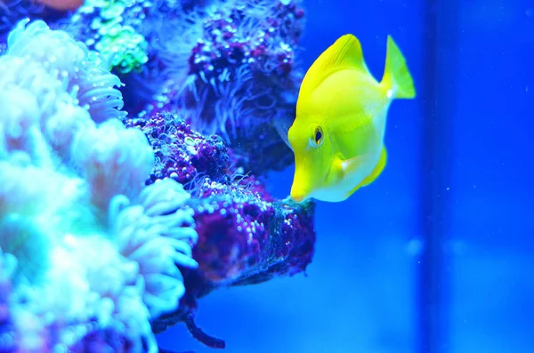 A yellow, bright fish floats in an aquarium near moss-covered stones