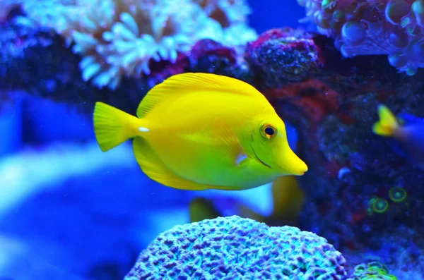 過去の石やサンゴ浮動きれいな青い水の美しい明るい黄色魚 — ストック写真