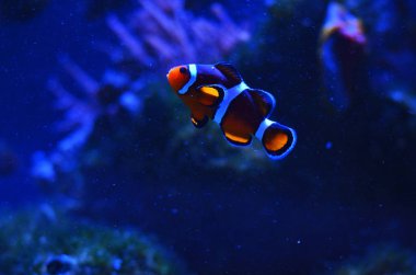 Karanlık su yosun kaplı taşlar arasında güzel palyaço balık yüzer