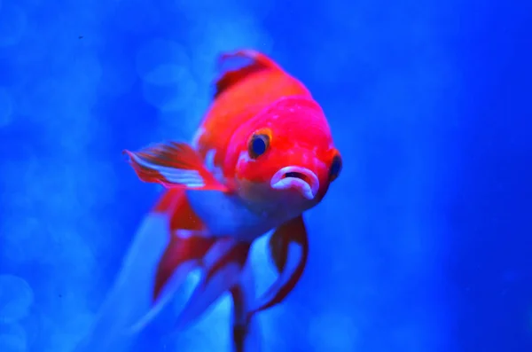 純粋な青い水のクローズ アップで口を開けて赤と白の魚 — ストック写真