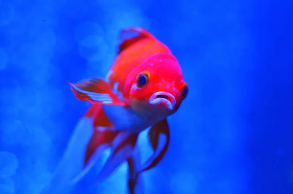 Pescado Rojo Blanco Con Boca Abierta Agua Azul Pura Cerca —  Fotos de Stock