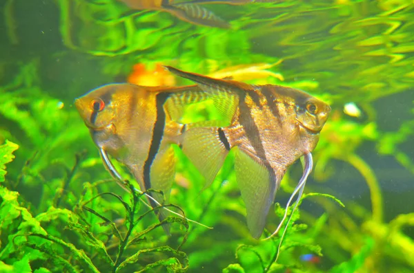 Zwei Identische Fische Parallel Zueinander Unter Grünalgen — Stockfoto