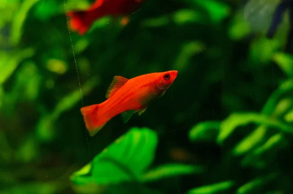 A small red fish floats up against green algae background
