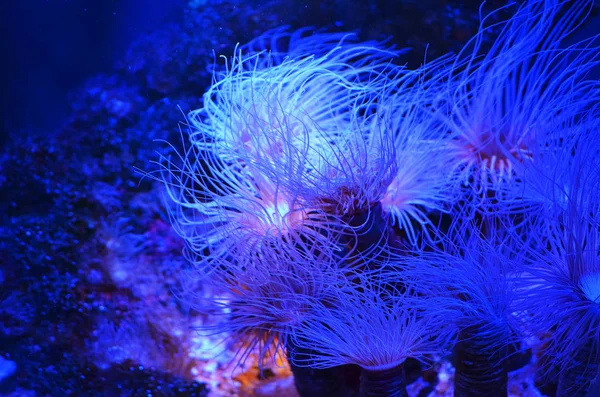 Haarige Rosa Korallen Auf Dem Mit Moos Bedeckten Stein — Stockfoto