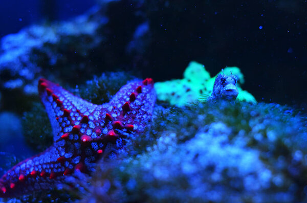 Starfish Stones Overgrown Moss Algae — Stock Photo, Image