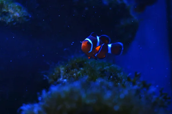 Los Peces Payaso Flotan Entre Las Piedras Cubiertas Musgo Agua —  Fotos de Stock