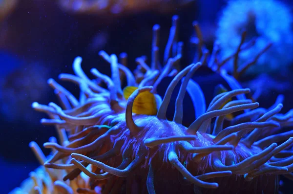 Bellissimo Pesce Pagliaccio Galleggiante Tra Coralli Rosa Acqua — Foto Stock