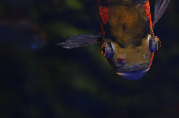Der Schreckliche Fisch Mit Den Augenbrauen Schwimmt Zwischen Den Algen — Stockfoto